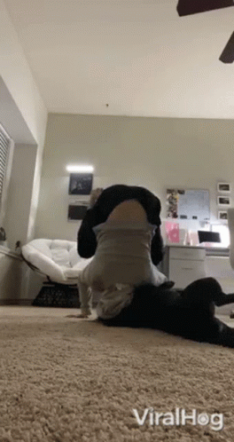 Dog Viralhog GIF - Dog Viralhog Yoga GIFs