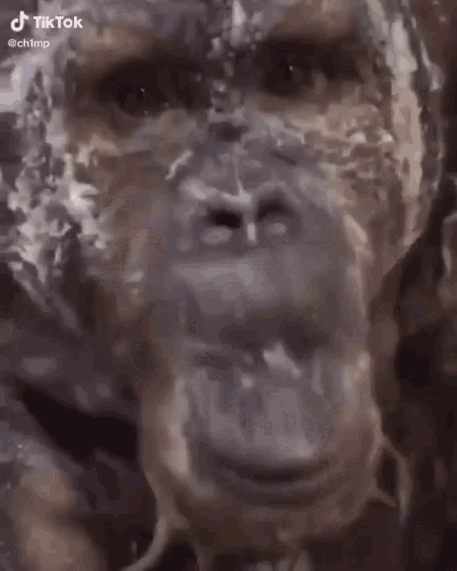 a close up of a statue of a man covered in chocolate