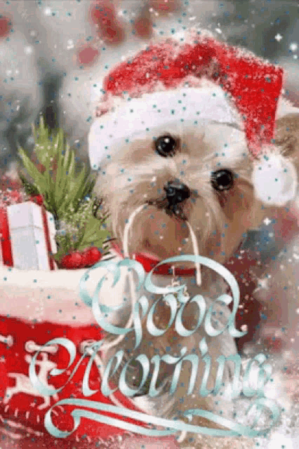 a small dog wearing a santa hat is sitting in front of a christmas tree .