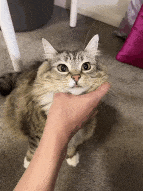 a person petting a cat with a serious look on its face