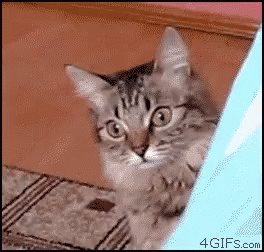 Shocked Cat GIF - Shocked Cat GIFs