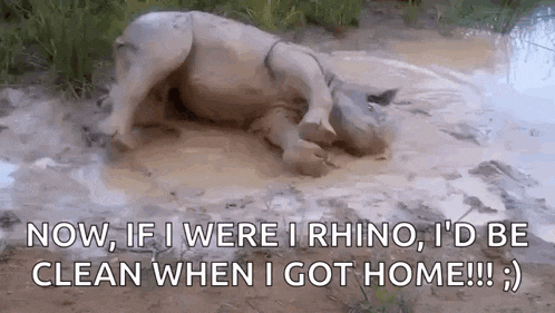 Animals Rhino GIF