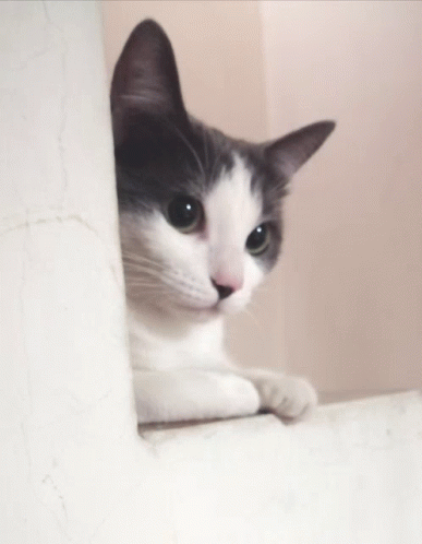 Kira Pollo Cat GIF - Kira Pollo Cat GIFs