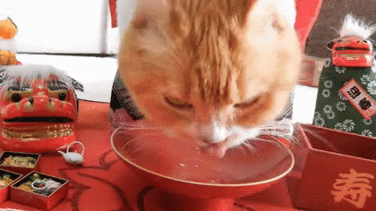 お正月 あけましておめでとう ネコ ねこ 猫 GIF - Kitten Cat Eating GIFs