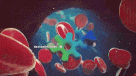a computer generated image of the inside of a person 's chest and abdomen with the word anatomy written on the bottom