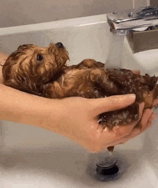 a person holding a wet dog in their hands in a sink