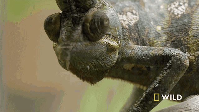 Looking Around National Geographic GIF - Looking Around National Geographic Secrets Of The Zoo Down Under GIFs
