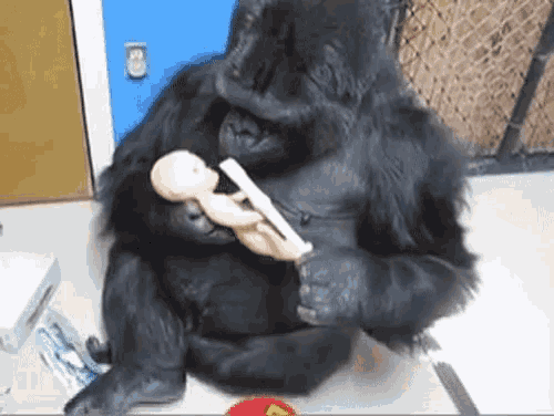 Baby Sitting Monkey GIF - Baby Sitting Monkey Koko GIFs