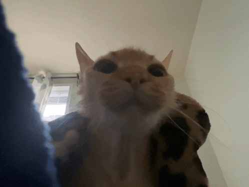 Cat Silly Cat GIF - Cat Silly Cat Silly GIFs