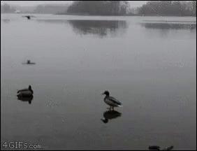 Duck Landing GIF - Duck Landing Smooth GIFs