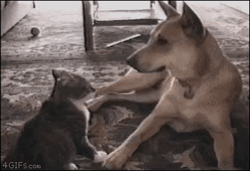 Cat Tackles GIF - Cat Tackles Dog GIFs