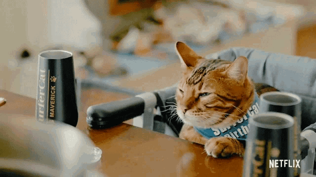 a cat is sitting in a high chair with a can of maverick on the table