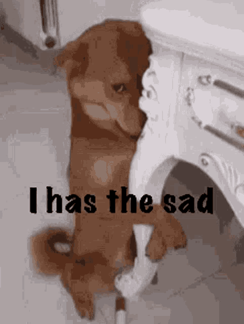 Dog Sad GIF - Dog Sad GIFs