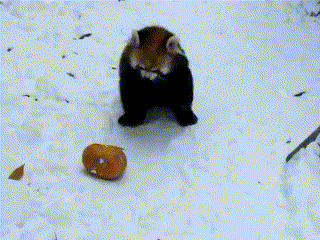 a red panda is standing on its hind legs in the snow playing with a pumpkin .
