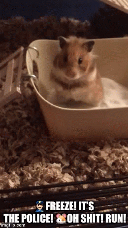 Freeze Hamster GIF - Freeze Hamster Run GIFs