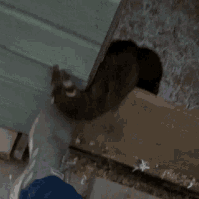 a close up of a squirrel 's tail on a green wall