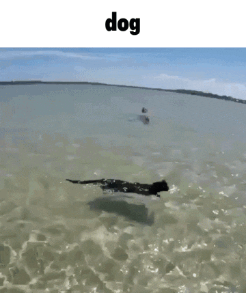 Dog Dog Swim GIF - Dog Dog Swim Dog Swimming GIFs