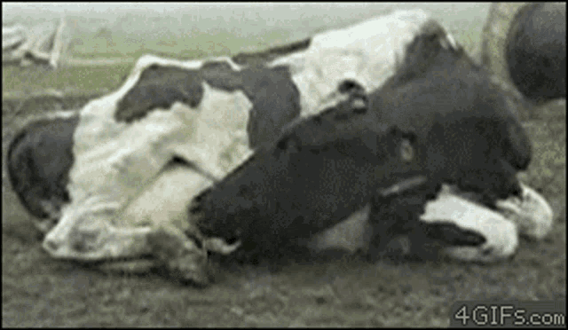 Cow Drink GIF - Cow Drink Milk GIFs