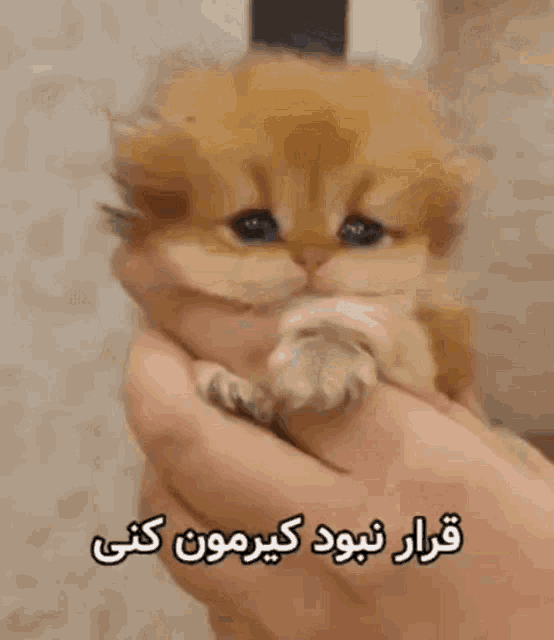 a person is holding a small kitten in their hands and the kitten has a sad look on its face
