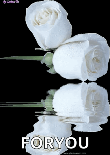 White Roses White Rose With Water GIF - White Roses White Rose With Water GIFs