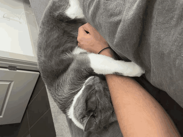a person is petting a gray and white cat