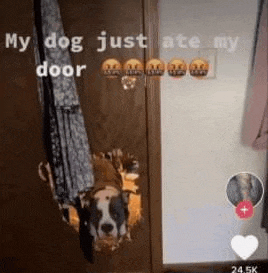 a dog is hanging out of a door .