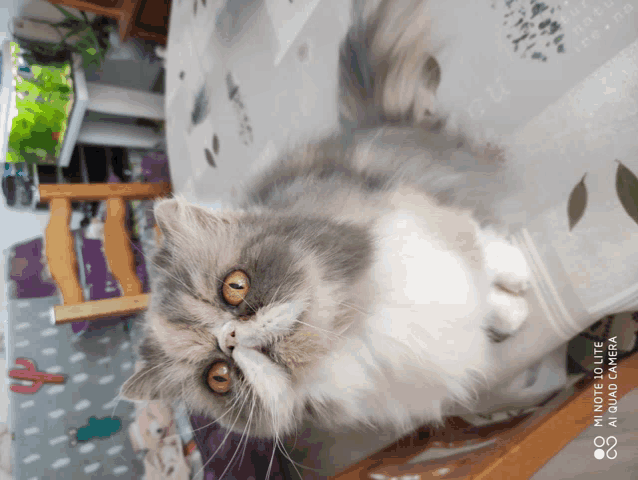 a cat is laying on a table with a mi note 10 lite in the foreground