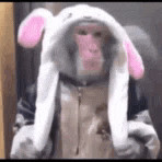 a monkey wearing a bunny hat with moving ears