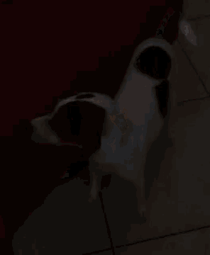 a black and white dog standing on a tiled floor in front of a red couch