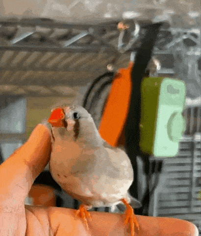 a small bird is sitting on a person 's finger