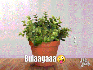 a picture of a potted plant with the words bulaagaaa