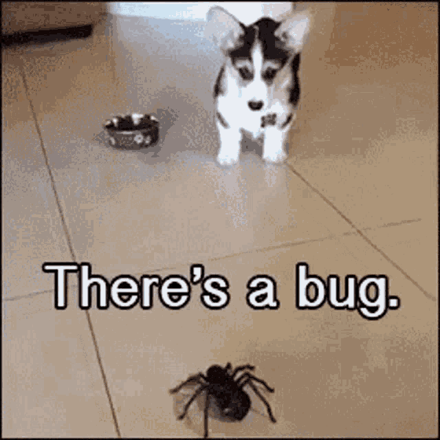 Theres A Bug No Its A Spider GIF - Theres A Bug No Its A Spider Run Away Run GIFs