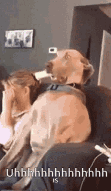 a dog sitting on a couch with a woman covering her face and the words uhhhh on the bottom