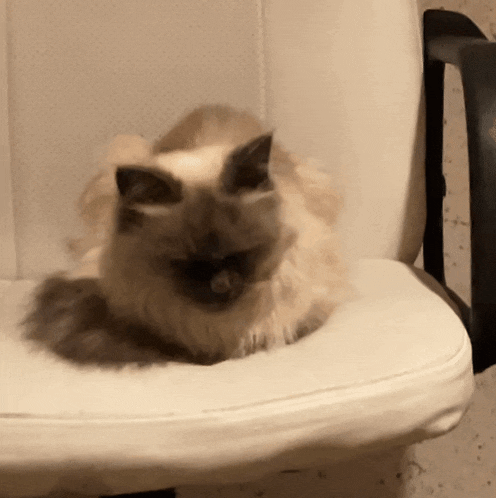 a cat is laying on a white chair