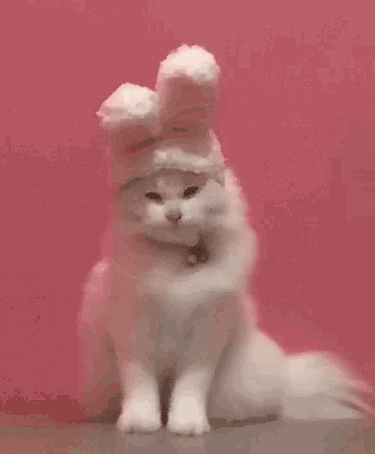 a white cat is wearing bunny ears and a bunny hat .