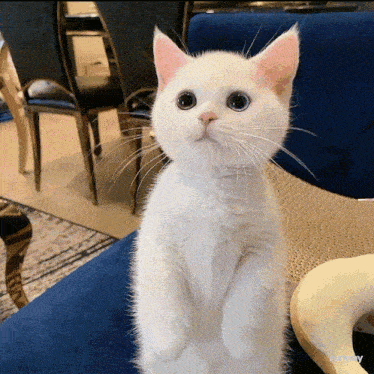 a white cat standing on its hind legs on a blue chair
