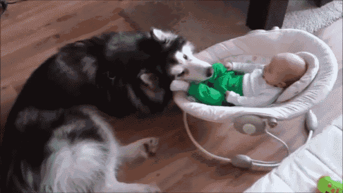 Can'T We Share The Chair? GIF - Dog Baby Friends GIFs