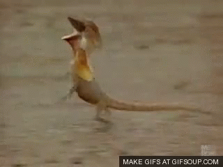 Hahahahaha Frill Necked Lizard GIF - Hahahahaha Frill Necked Lizard Running GIFs