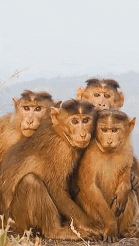 a group of monkeys are sitting next to each other on the ground