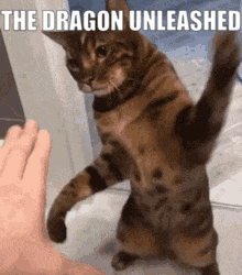 a cat is standing on its hind legs and reaching out to a person 's hand .