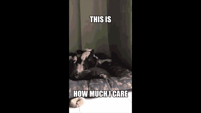 a dog and a cat laying on a bed with a caption that says this is how much i care