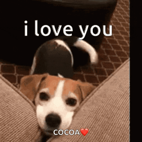 a brown and white dog is laying on a couch with the words `` i love you cocoa '' written on it .