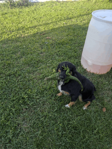 a dog with a toy in its mouth is playing in the grass