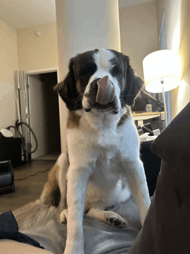 a brown and white dog licking its nose while sitting on a bed