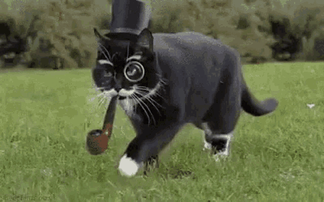 a black cat wearing a top hat and glasses is holding a pipe in its mouth .