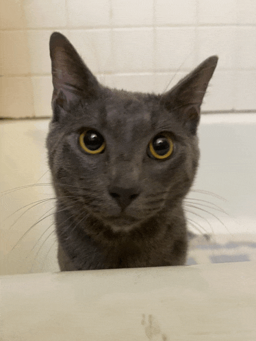 a gray cat with yellow eyes is peeking out of a bath tub