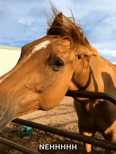 a close up of a brown horse behind a fence with the text nehhhh above it
