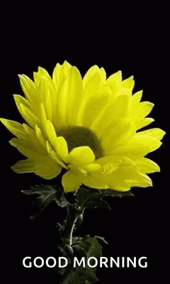 Yellow Flower GIF - Yellow Flower Butterfly GIFs