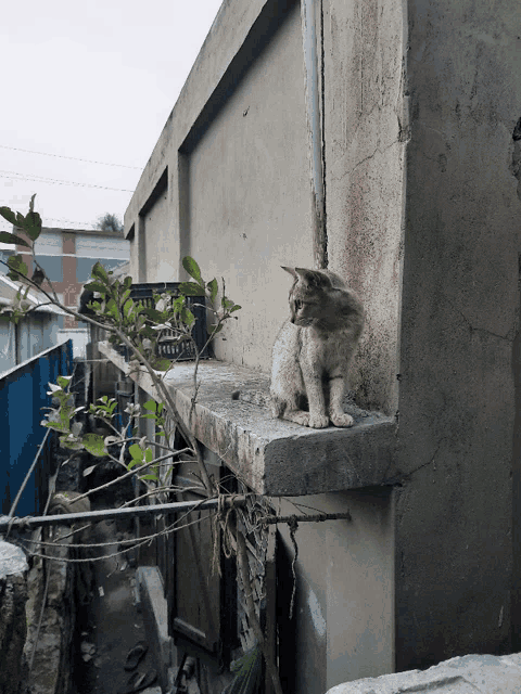 a cat sits on a ledge of a building