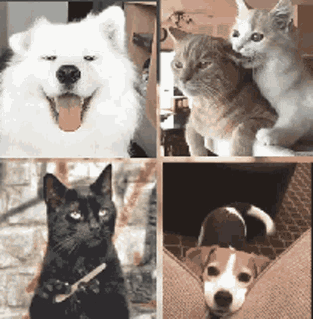 Cat Dog GIF - Cat Dog Cats GIFs